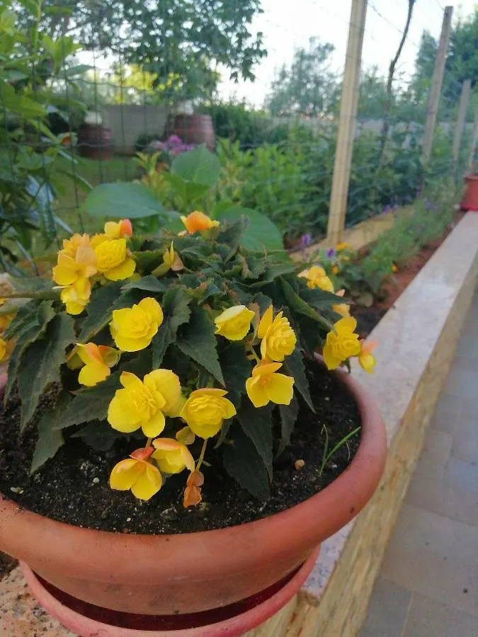 Apartament Villa Lucija Pula